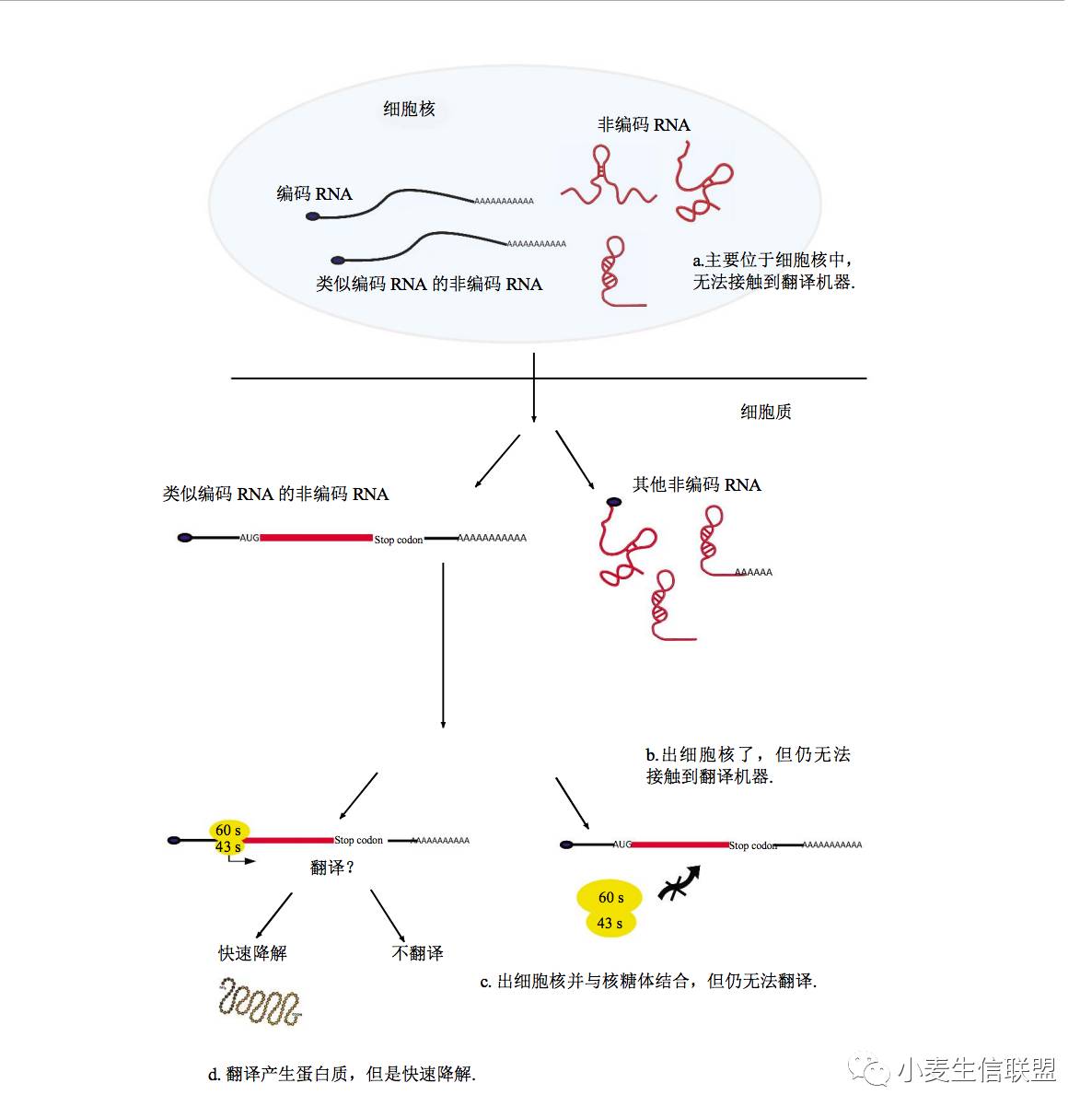 rna翻译的复杂性:不翻译,部分翻译,从头翻译及过度翻译