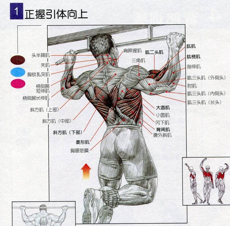 深入了解人体肌肉 随着健身水平的提高,去了解人体的各部分肌肉组成