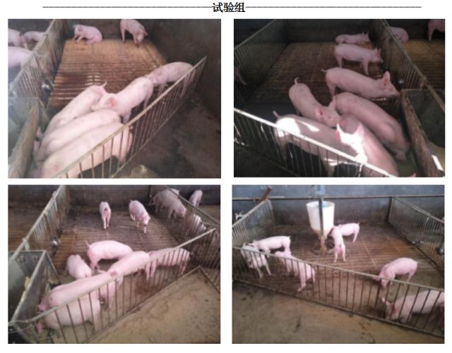 死淘率远低进口圆环苗！圆柯欣实力担当获市场好评！