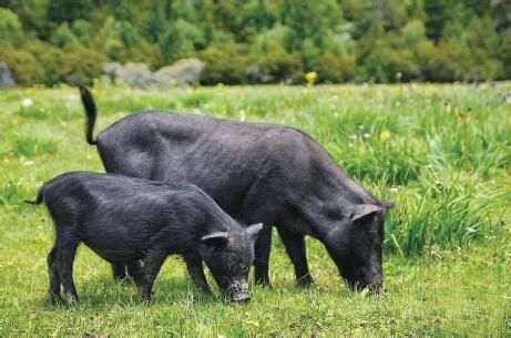 选肉上,除了精选福建本地的莆田黑猪腿肉外,还在原来的配方中还加入了