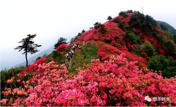 井冈山的杜鹃山举世罕见的十里杜鹃长廊,绵亘十七个山峰峰脊之上.