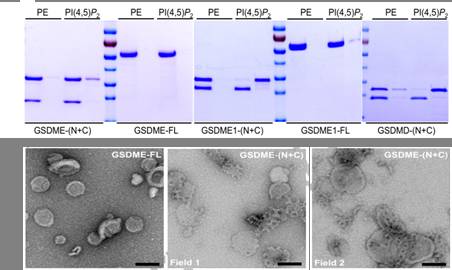 邵峰组重磅出击:化疗药物通过caspase-3剪切Gasdermin诱导细胞焦亡