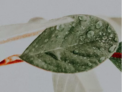 PLANT TRACE | 植迹银萃生机 塑妍眼膜·抚平时光