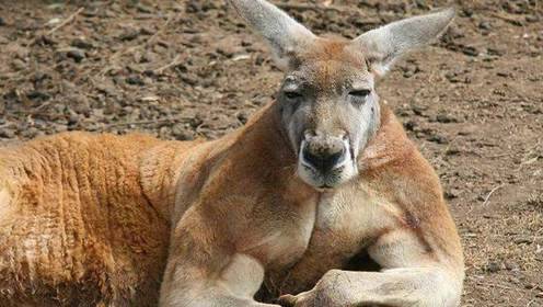 恐怖災難來臨，1.7萬中國人被困，天崩地裂人人絕望！這時，天空「轟隆隆「飛來6架大飛機，把人們都看呆了！ 靈異 第80張