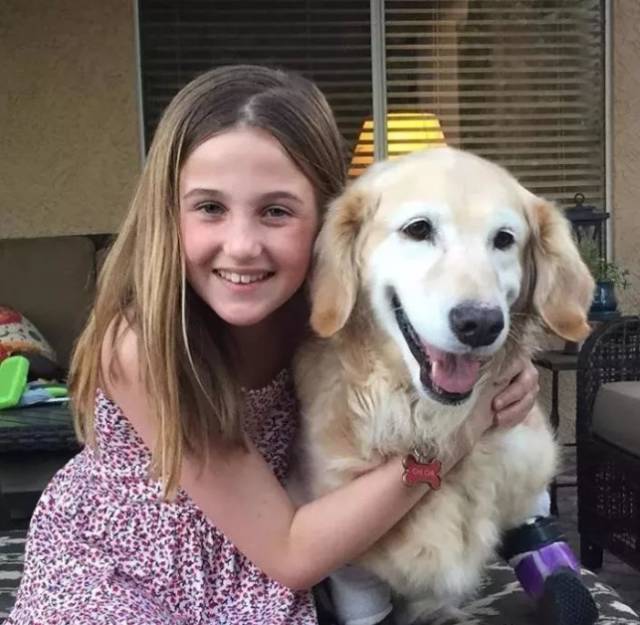 狗肉场死里逃生、四肢被截，它从金毛变柯基，如今却站起来用笑容治愈所有人 ... ... ...