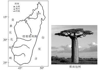 猴面包树是马达加斯加岛上常见的树种,该树耐旱力极强,但在湿热气候