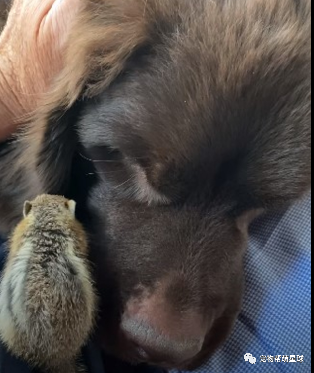 纽芬兰犬意外收养孤儿花栗鼠，每天抱着睡觉超温馨，可最后结局竟让所有人泪奔…