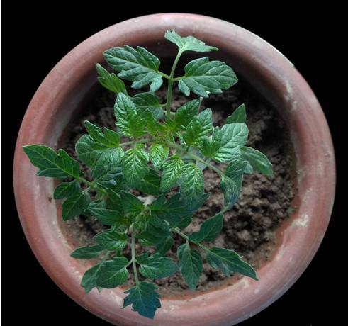 阳台上种番茄盆栽怎么才能结满果子