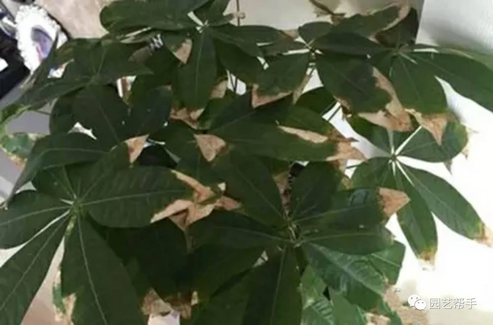 发财树黄叶的原因以及解决办法