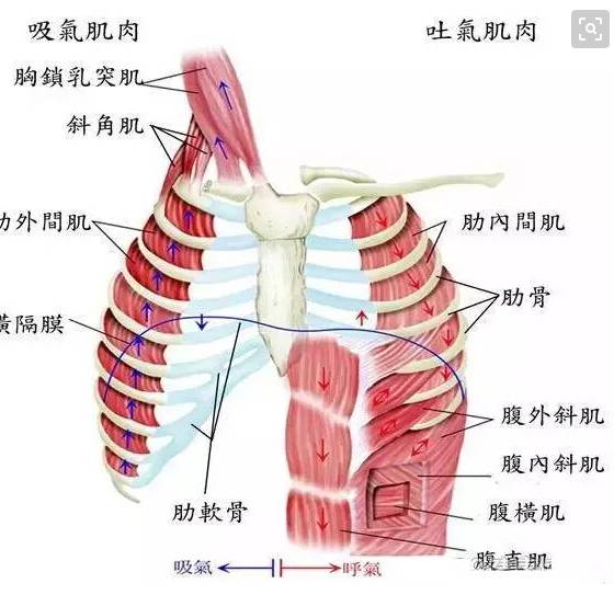 在呼气过程中会增大膈肌上升的难度.