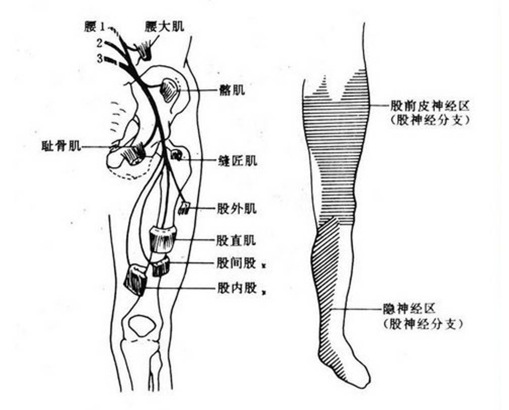 补肾秘诀——强肌松筋腰大肌