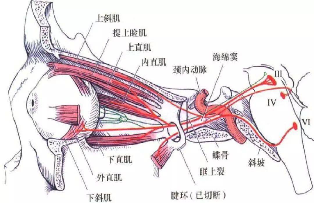 滑车神经发出的纤维支配眼球上斜肌.