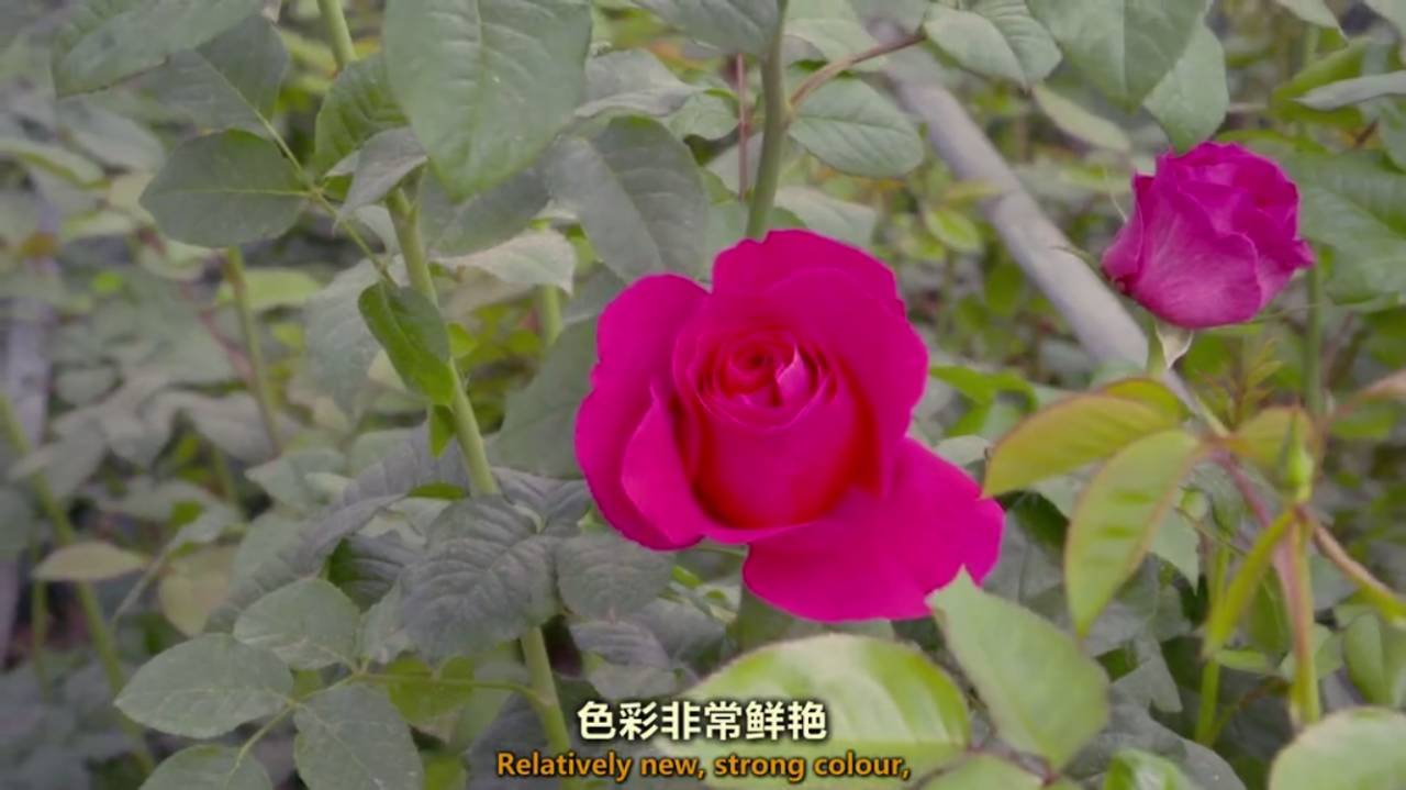 他们能保证让从肯尼亚玫瑰园剪下的花,到你手上时依然完好.