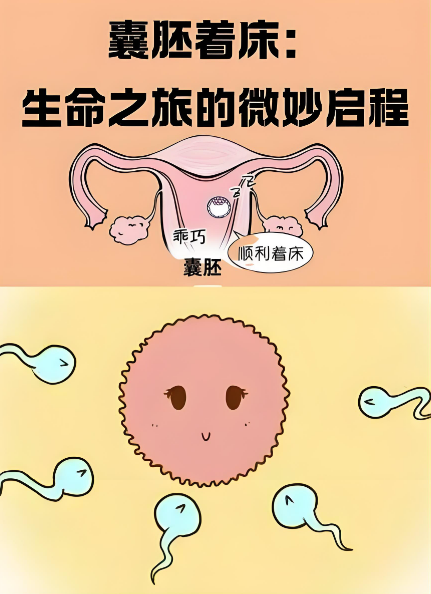 试管婴儿怎么判断胚胎是否着床?