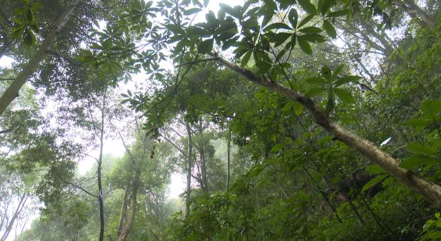 森林公园自然植被属中亚热带常绿阔叶林地带,植被资源丰富.