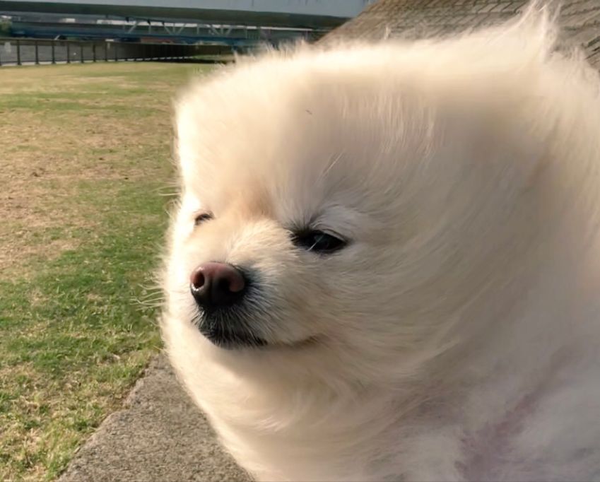 日本博美髮型走紅網路，狂風中散步笑噴網友：為了出門玩，狗子有多喪心病狂？ 未分類 第7張