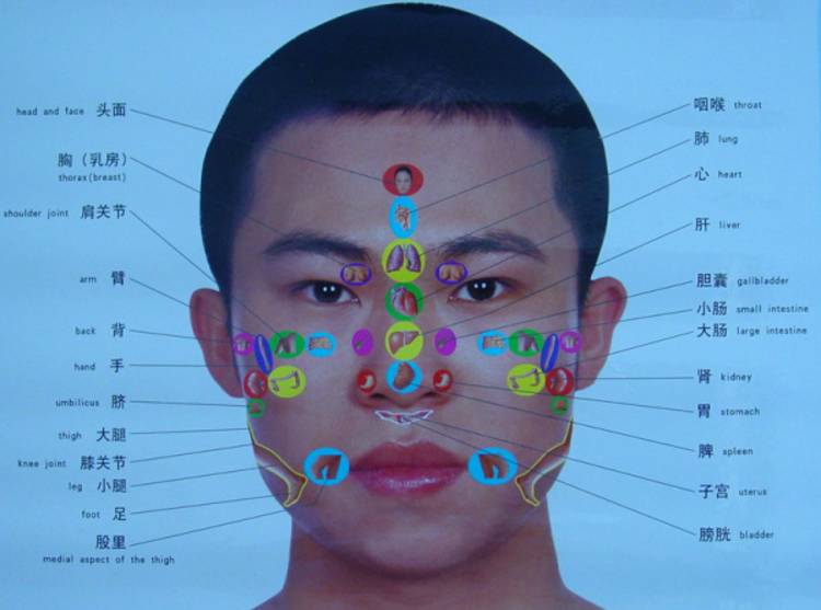 面,手,足 反射区全息图!(为更多人的健康,快快分享)