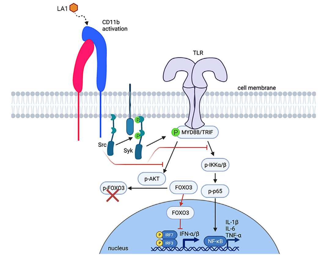 CD11b激动难做，能否改变思路？ - 脉脉