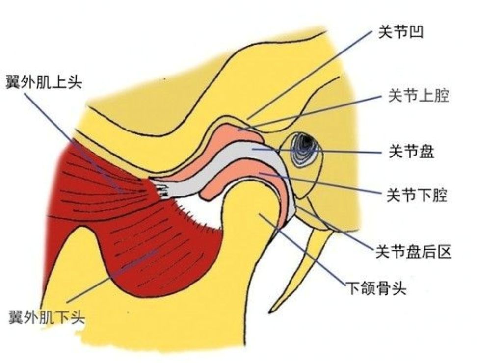 这届年轻人工作没几年颞下颌关节就要退休了