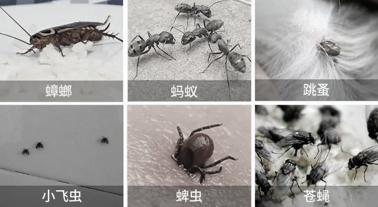 屋里有它，全家一虫不染~告别螨、蚊、蟑