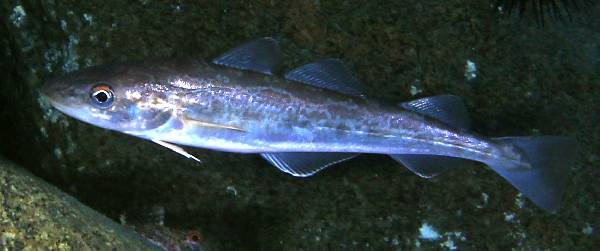 棘鳞蛇鲭_棘鳞蛇鲭和异鳞蛇鲭的区别_棘鳞海蛇