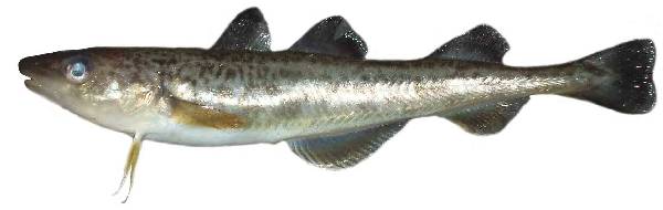 棘鳞海蛇_棘鳞蛇鲭_棘鳞蛇鲭和异鳞蛇鲭的区别