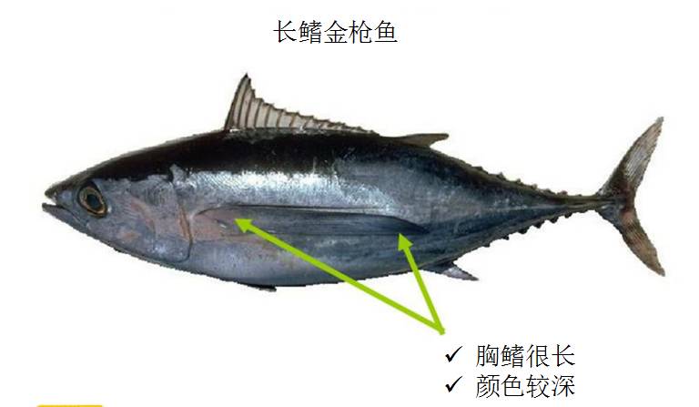 全球60多种金枪鱼,你都知道么?