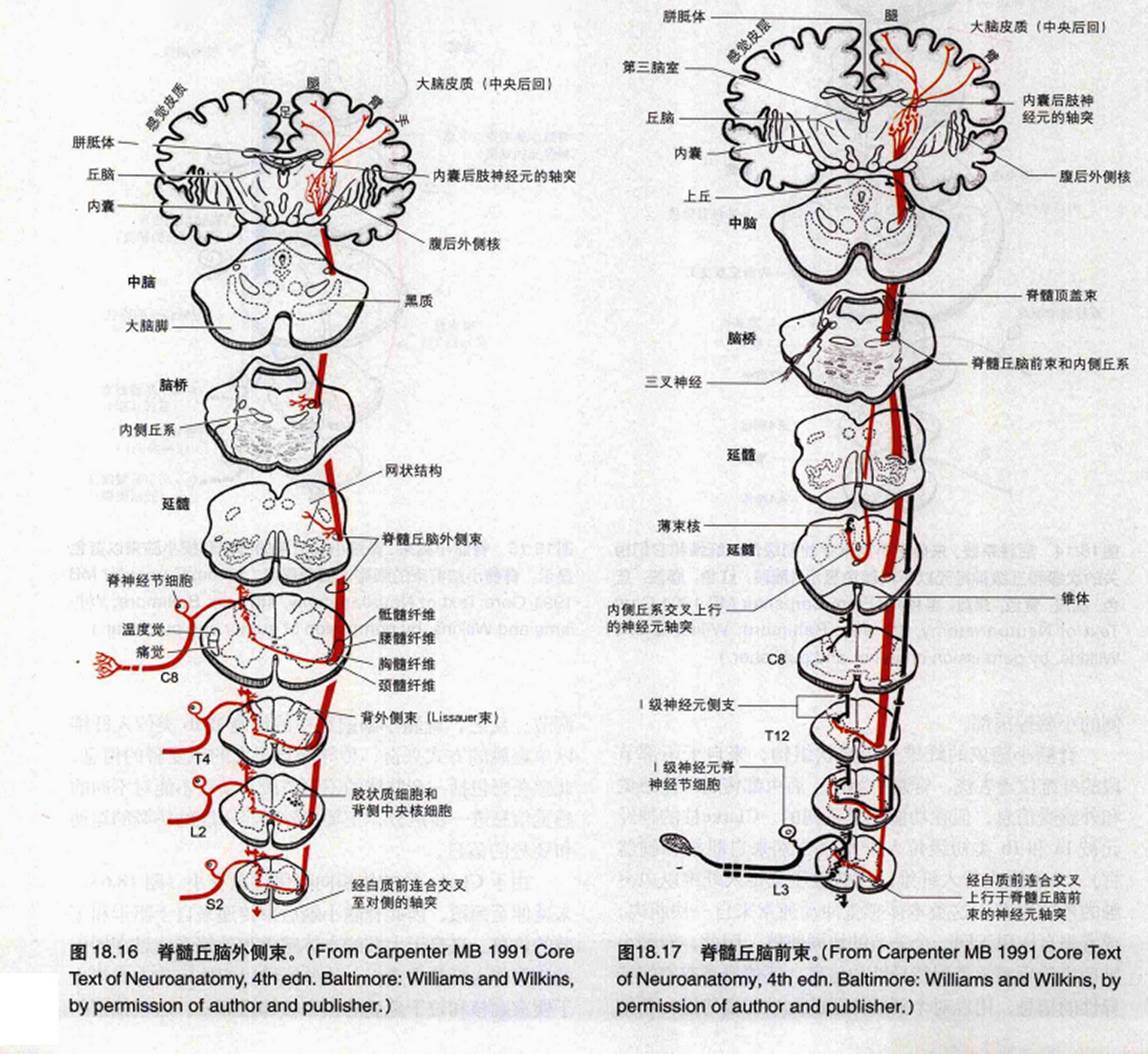 脊髓小脑嘴侧束将同侧上肢的本体感觉和触,压觉信息经小脑下脚和上脚