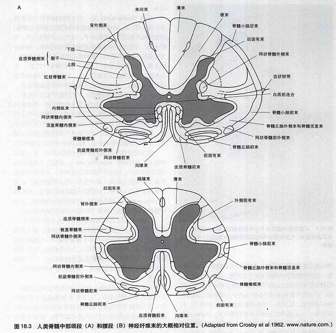 脊髓的内部结构 脊髓由围绕中央管的灰质和位于外围的白质组成.