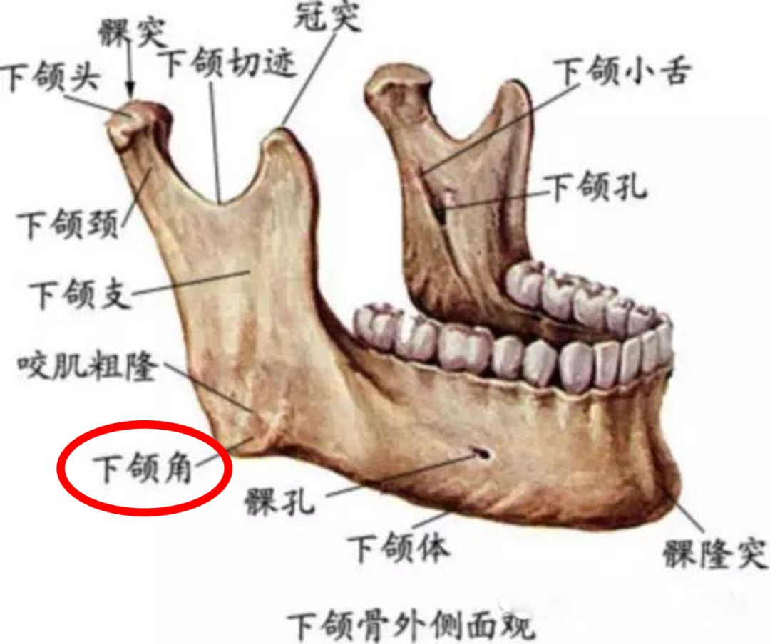 下颌角由下颌骨的下颌支和下颌体组成,若下颌角形态正常,则在面部呈现