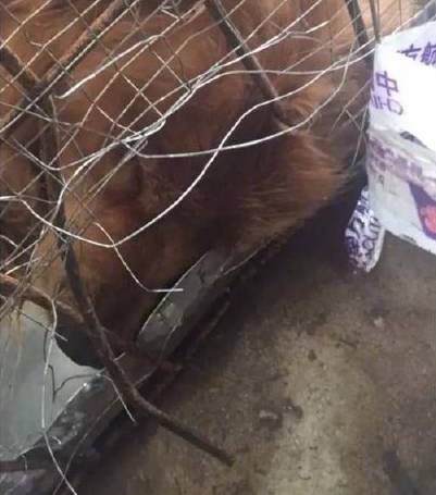 东航遇水逆！机外有大洞，机内狗死亡！| 附东航近年负面新闻盘点