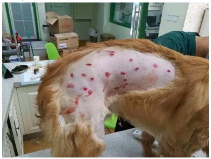 托运金毛犬疑似被重伤，舆论强烈对立只因水军搅局？