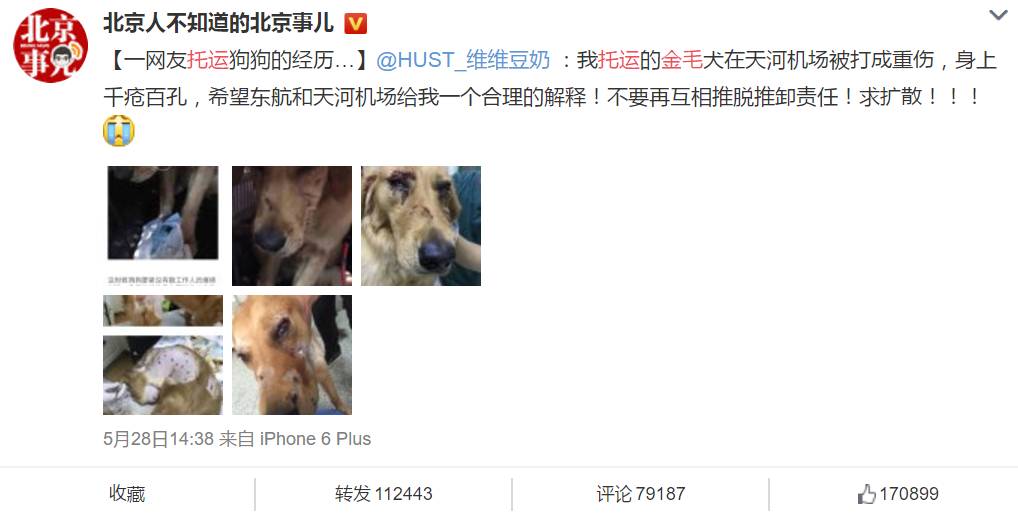托运金毛犬疑似被重伤，舆论强烈对立只因水军搅局？