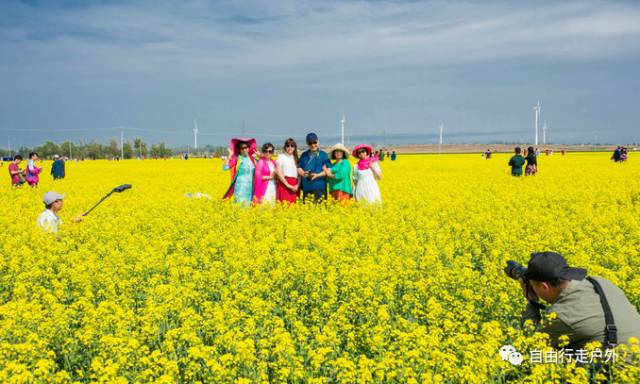 油菜种植在兴城刘台子乡有着17年历史,种植面积由最初的40亩逐年扩大图片