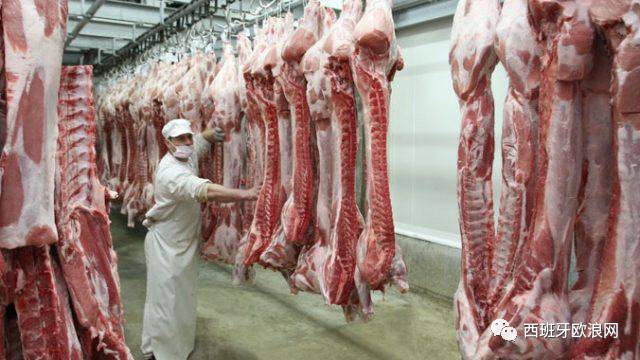 【欧浪网】西班牙成中国的猪肉佬  近两成猪肉出口到中国