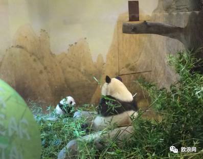 【欧浪网】萌翻了！吕大使和西弗恩特主席今早一起为熊猫妹妹“受洗”
