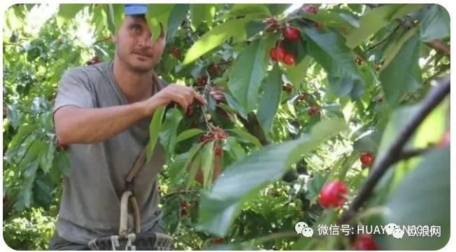 5月27日，你与樱桃有个约会