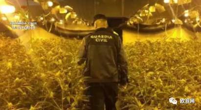 【欧浪网】2016岁末 华人毒品网络再次被西警方一锅端