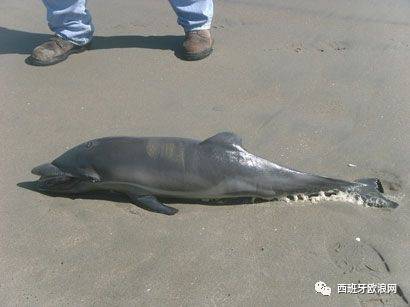 【欧浪网】年幼海豚海滩搁浅 百人“围攻”下当场死亡
