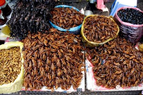 【欧浪网】  西媒报道“吃昆虫有好处”   打脸讽刺“中国饮食”的西国食客