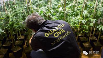 【欧浪网】格拉纳达成了西班牙的“大麻之都” 高失业率和大麻产量成正比