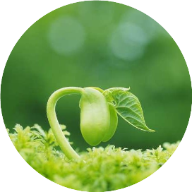 穿过生命散发芬芳