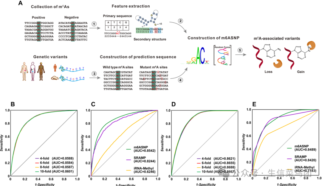m6ASNP 的构建过程