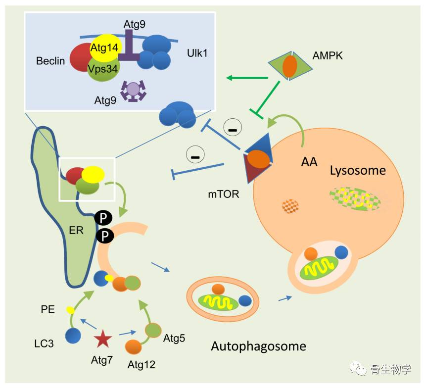 ③中介自噬:是一种需要中介运输的自噬方式,这种中介物质是一种复合体