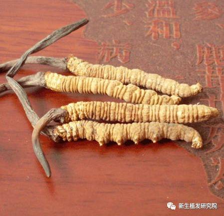 名贵食材真的能生发吗？