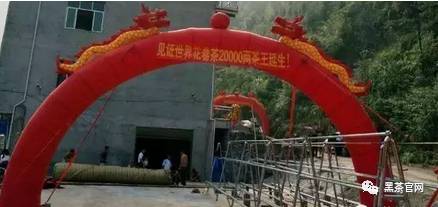 首支二万两花卷茶在安化江南踩制成功，将申报吉尼斯世界纪录！