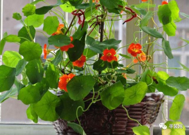 室内养花大全_室内花架的款式大全_老来俏花能在室内养吗