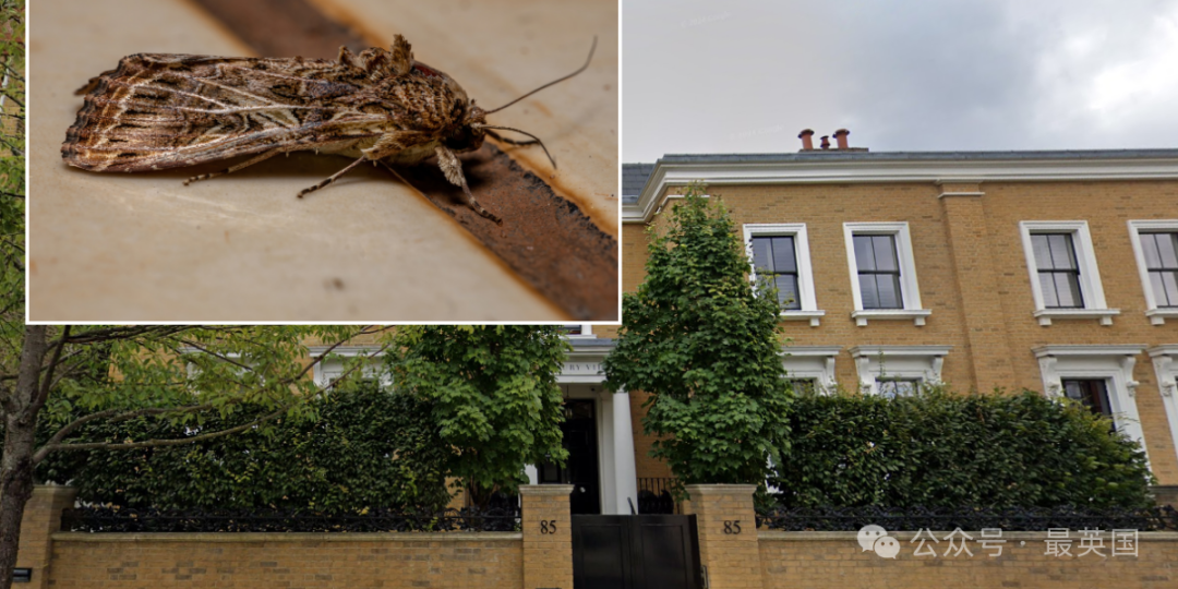 Homeowners win £30m payout after possessions destroyed in 'moth-infested'  London mansion