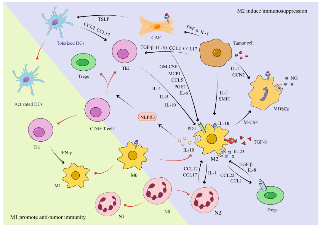 噬血细胞综合症-噬血细胞综合征的诊断