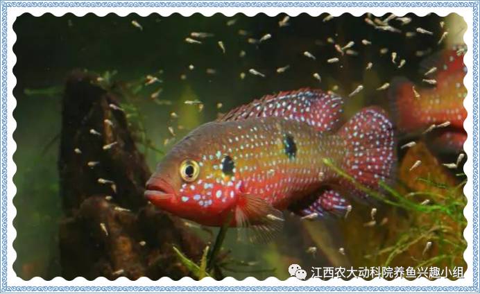红宝石鱼雌雄鉴别比较困难,其主要区别是:雄鱼臀鳍末端比雌鱼尖而长